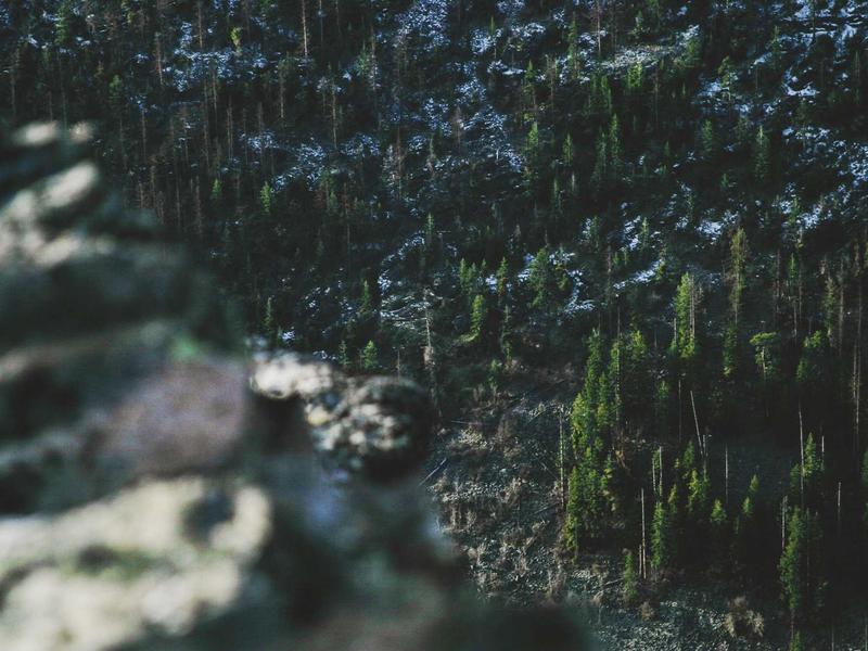 Zeytinlik Kiralama – 5 Dönüm, 3 Yıl